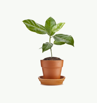 Aliquam vel