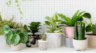 Plant Paradise Instagram image 4