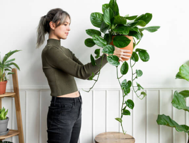 Plants Help Make Your House