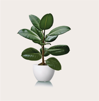 Summer Pots