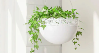 Plant Paradise Instagram image 3